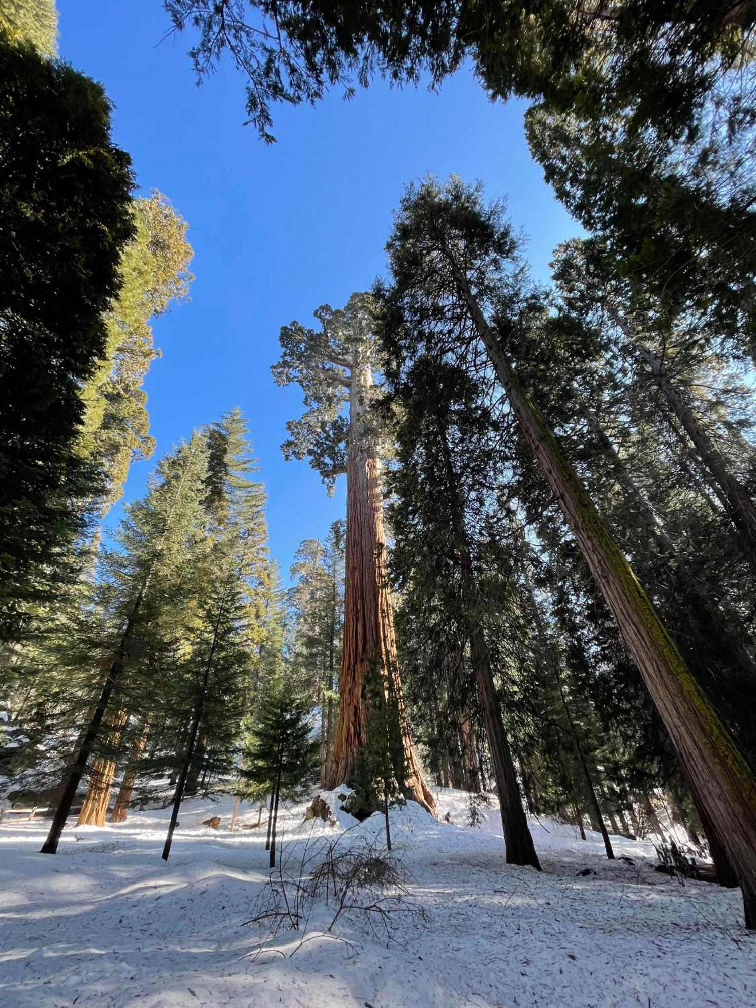 Enchanted Forest Dome ,10-15 Minutes To Kings Canyons-New Pellet Stove For Cozy Warm Nights Dunlap Exterior foto